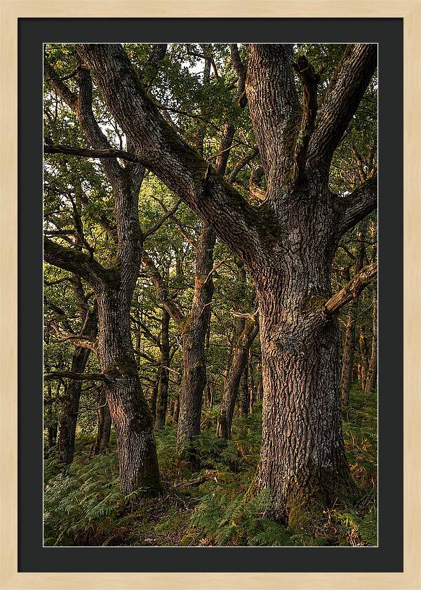 Patterns In Oak Bark