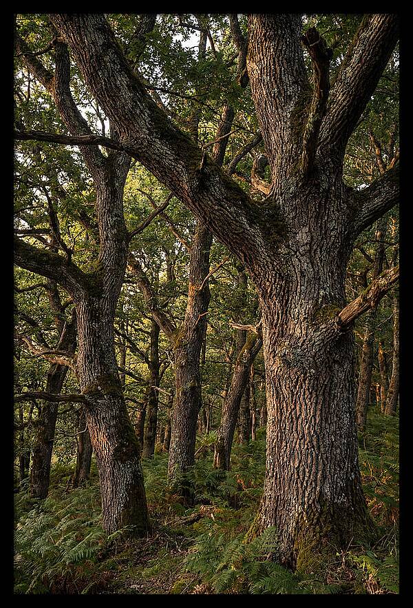 Patterns In Oak Bark