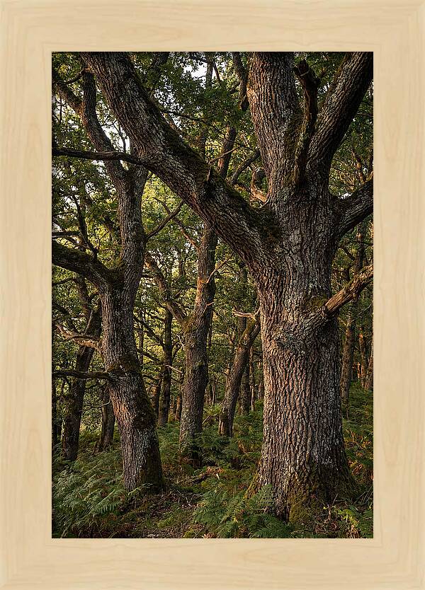 Patterns In Oak Bark