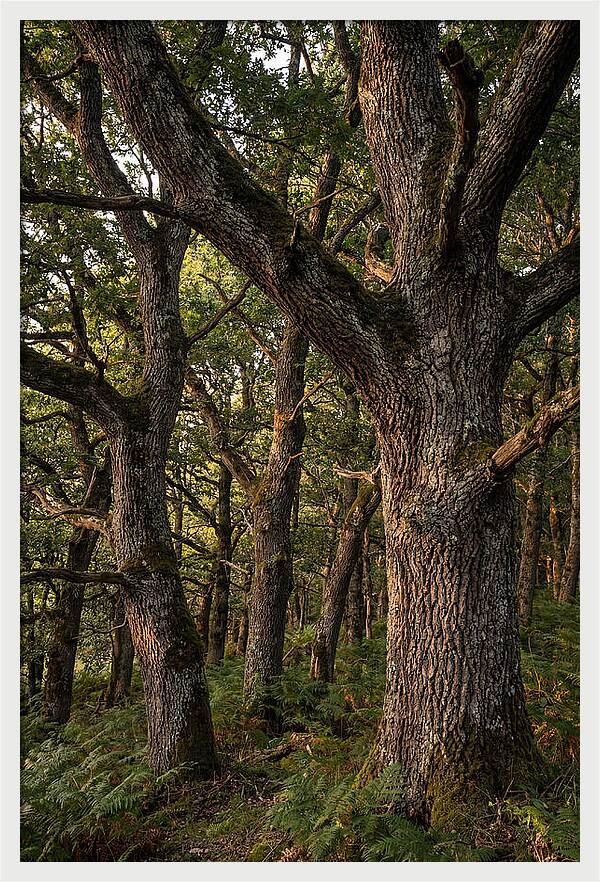 Patterns In Oak Bark