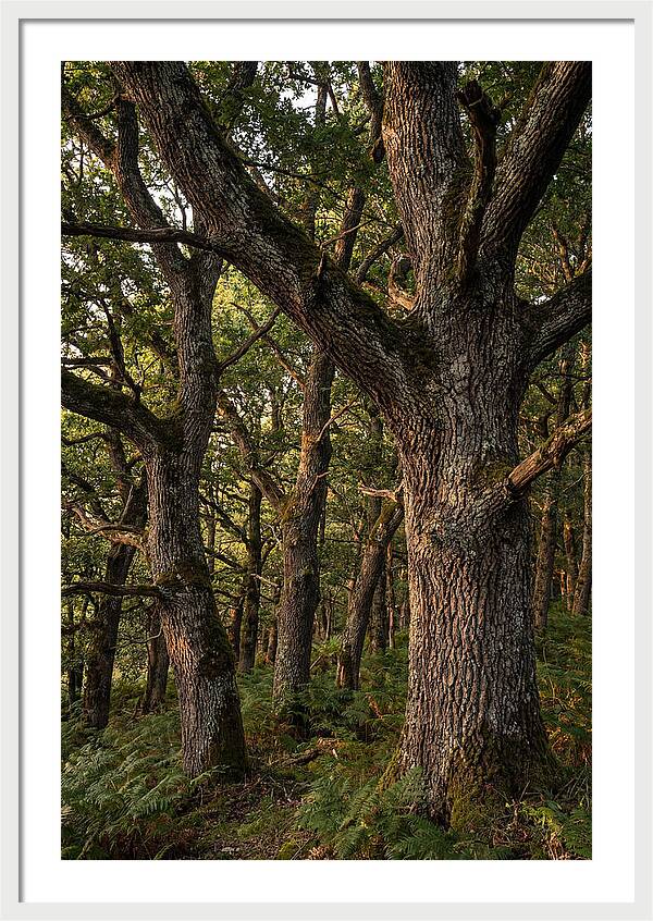 Patterns In Oak Bark
