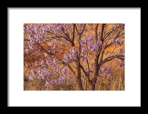 Paulownia Tree In Bloom