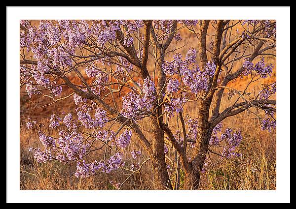 Paulownia Tree In Bloom
