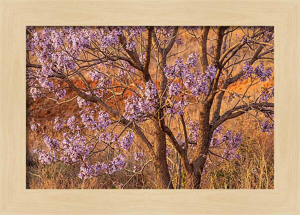 Paulownia Tree In Bloom