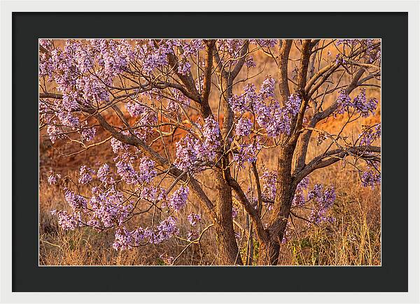 Paulownia Tree In Bloom