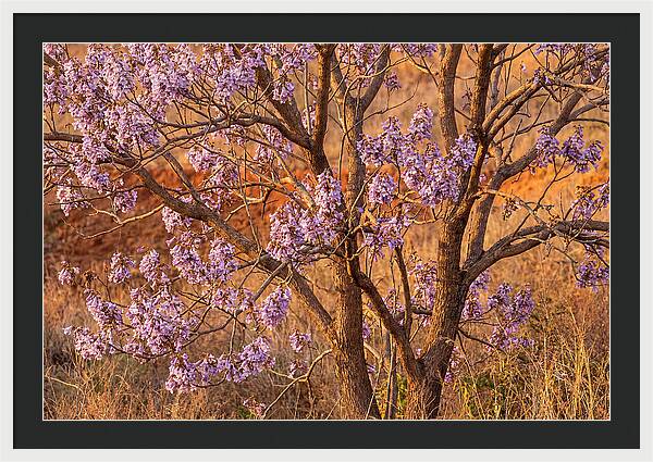 Paulownia Tree In Bloom