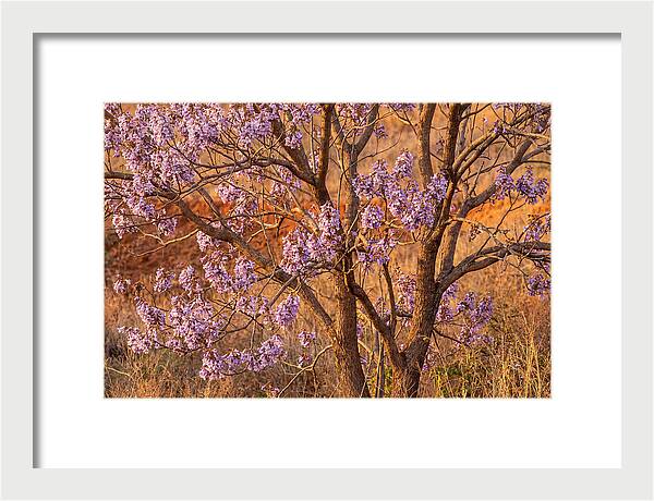 Paulownia Tree In Bloom