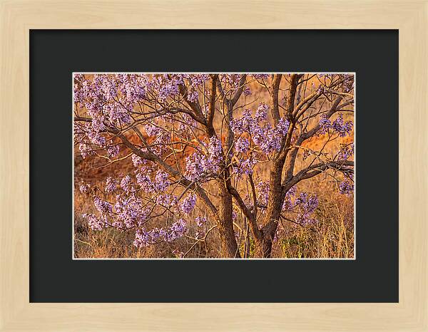 Paulownia Tree In Bloom