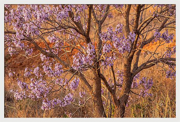 Paulownia Tree In Bloom