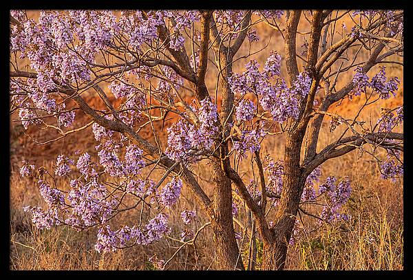 Paulownia Tree In Bloom