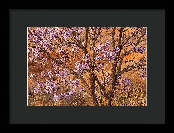 Paulownia Tree In Bloom