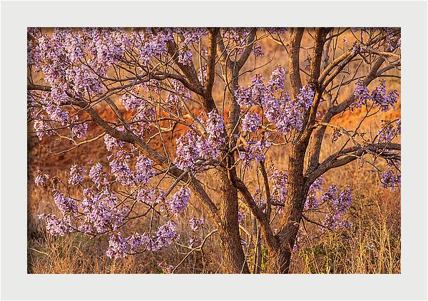 Paulownia Tree In Bloom