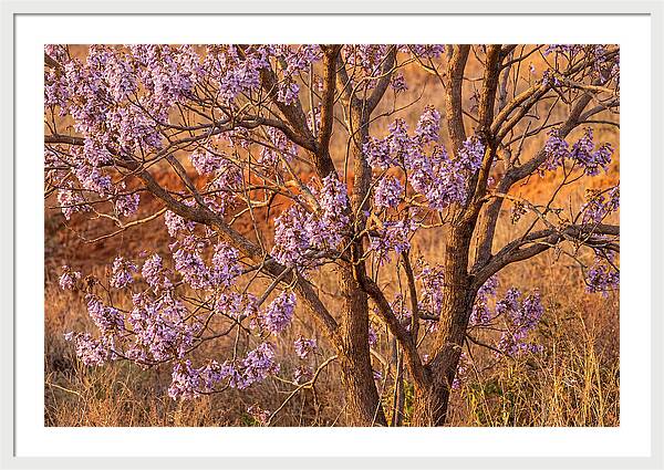 Paulownia Tree In Bloom