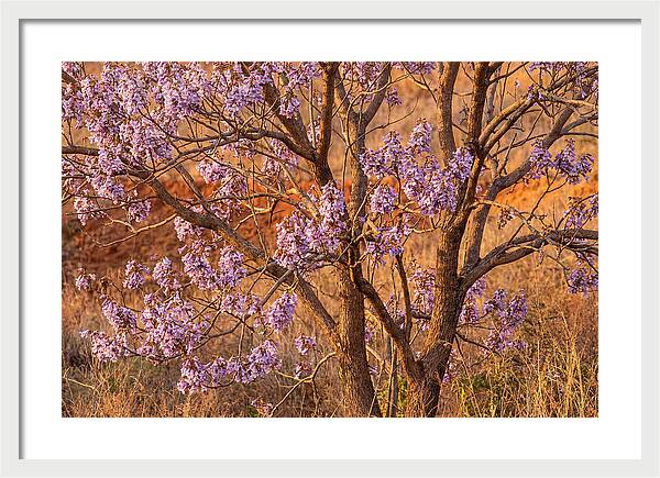 Paulownia Tree In Bloom