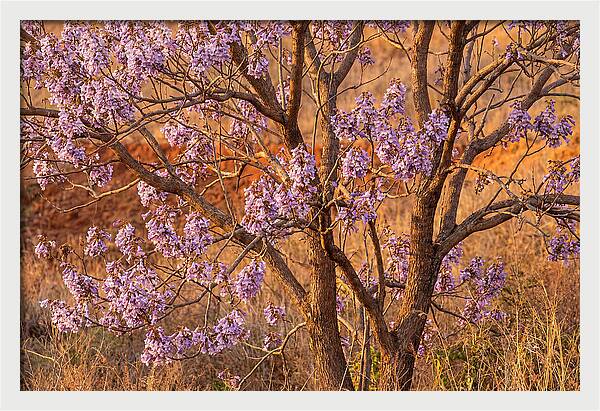 Paulownia Tree In Bloom
