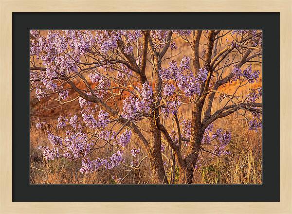 Paulownia Tree In Bloom