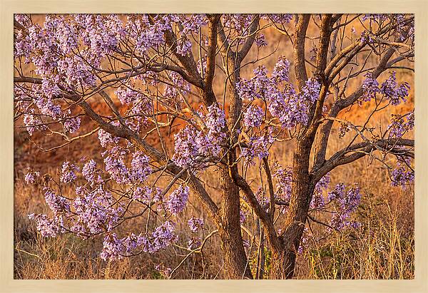 Paulownia Tree In Bloom
