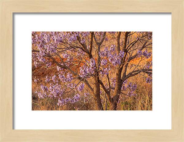 Paulownia Tree In Bloom