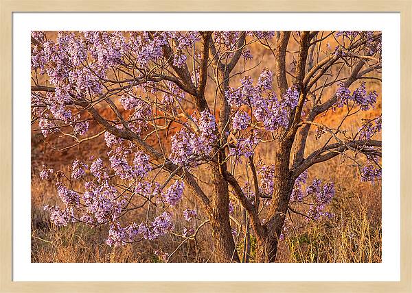 Paulownia Tree In Bloom