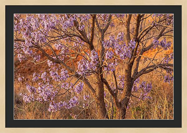 Paulownia Tree In Bloom