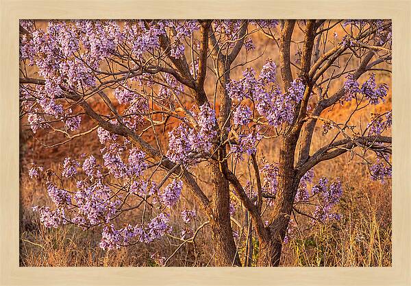 Paulownia Tree In Bloom