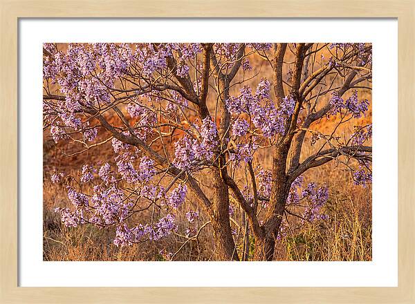Paulownia Tree In Bloom