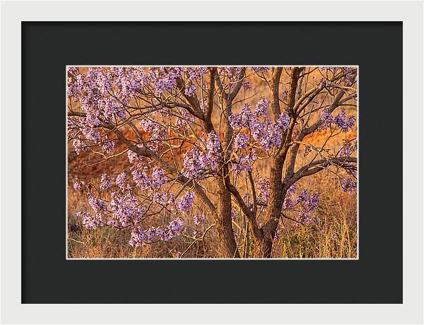Paulownia Tree In Bloom