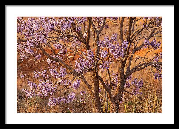 Paulownia Tree In Bloom
