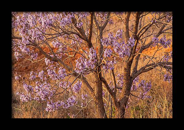 Paulownia Tree In Bloom