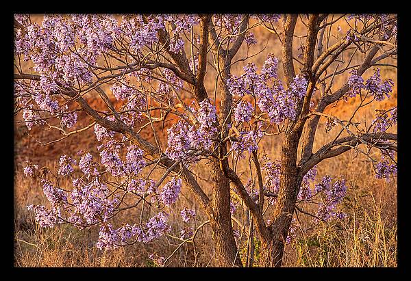 Paulownia Tree In Bloom