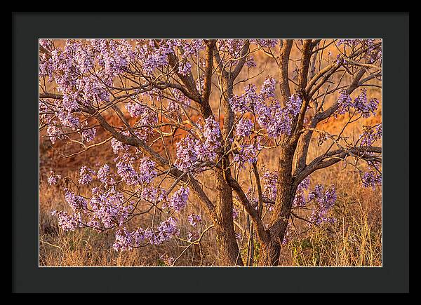 Paulownia Tree In Bloom