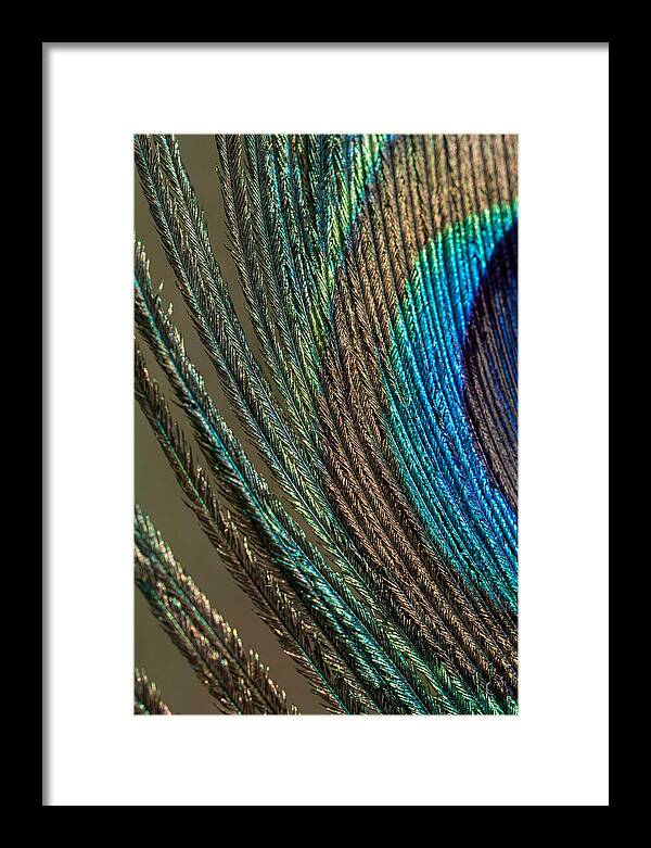 Peacock Plumage Elegance