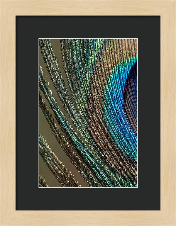 Peacock Plumage Elegance