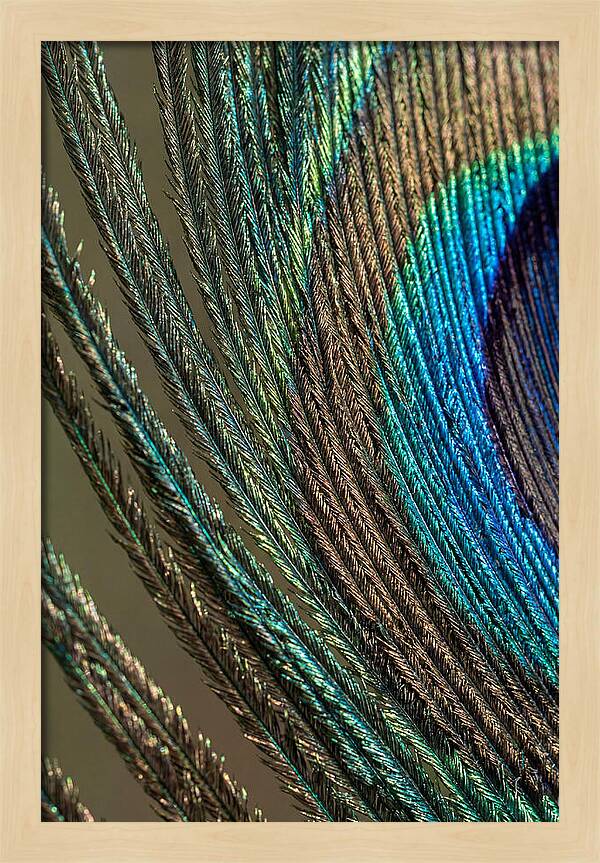 Peacock Plumage Elegance
