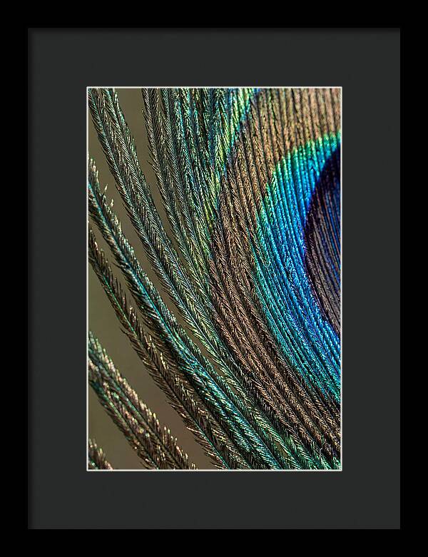 Peacock Plumage Elegance