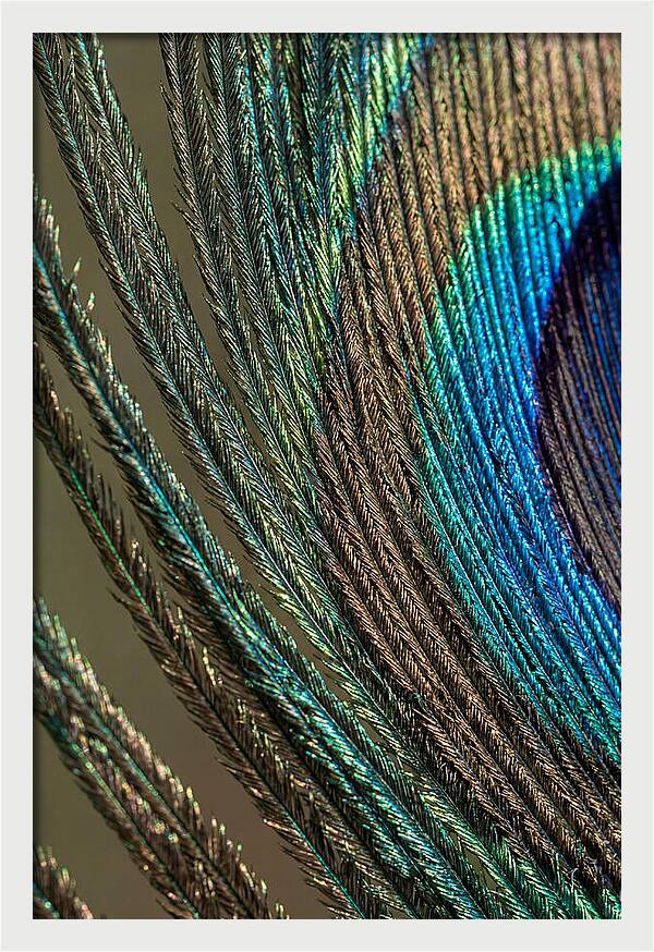 Peacock Plumage Elegance