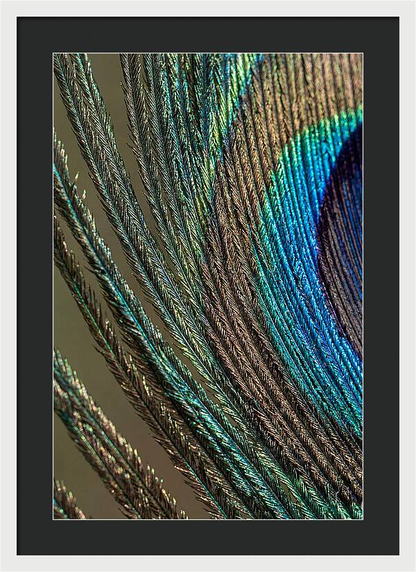Peacock Plumage Elegance