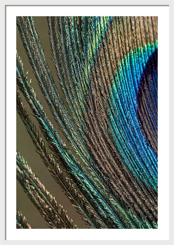 Peacock Plumage Elegance
