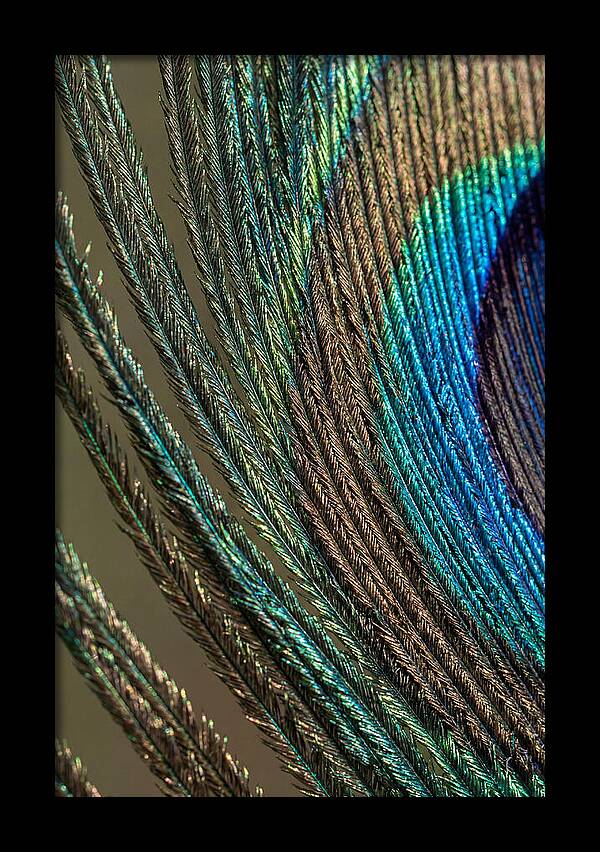 Peacock Plumage Elegance