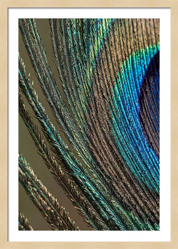 Peacock Plumage Elegance