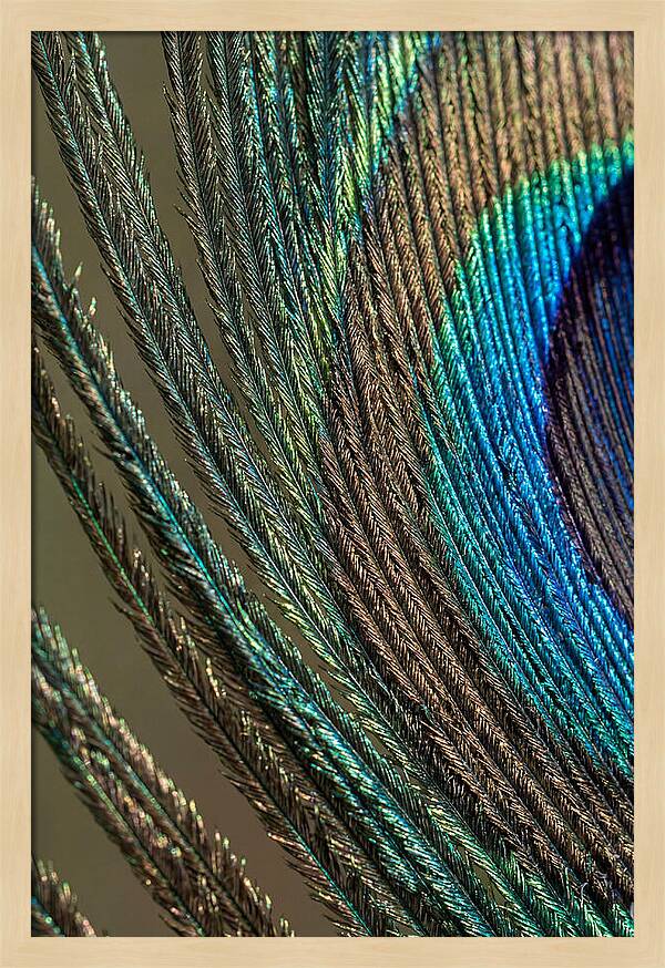 Peacock Plumage Elegance