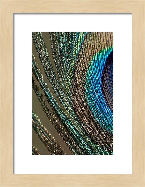 Peacock Plumage Elegance