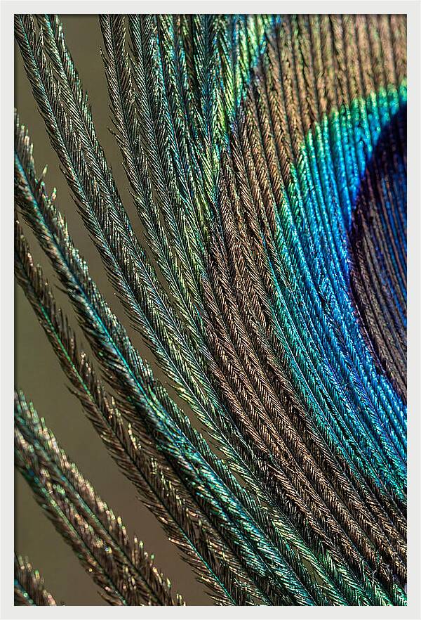 Peacock Plumage Elegance