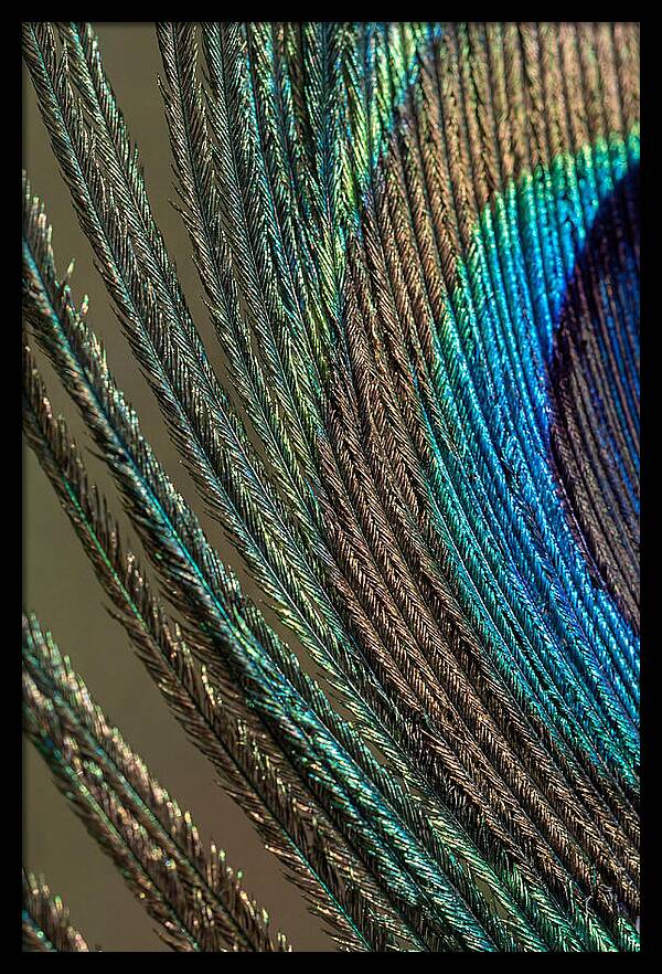 Peacock Plumage Elegance