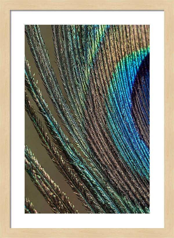 Peacock Plumage Elegance