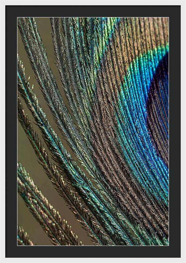 Peacock Plumage Elegance