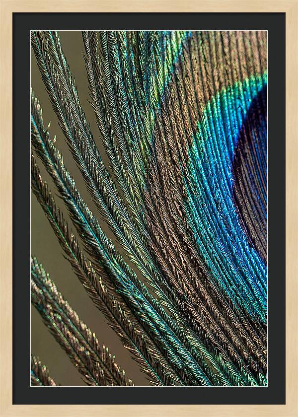 Peacock Plumage Elegance