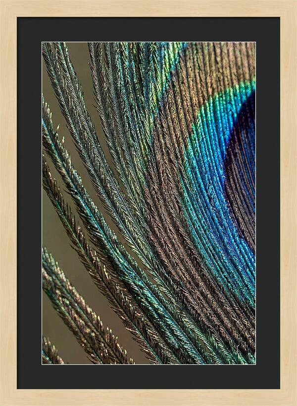 Peacock Plumage Elegance