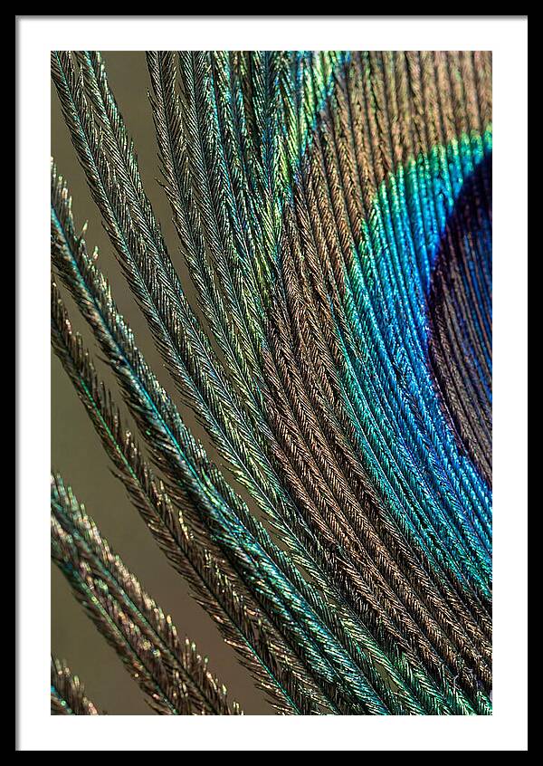 Peacock Plumage Elegance