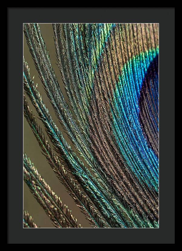 Peacock Plumage Elegance